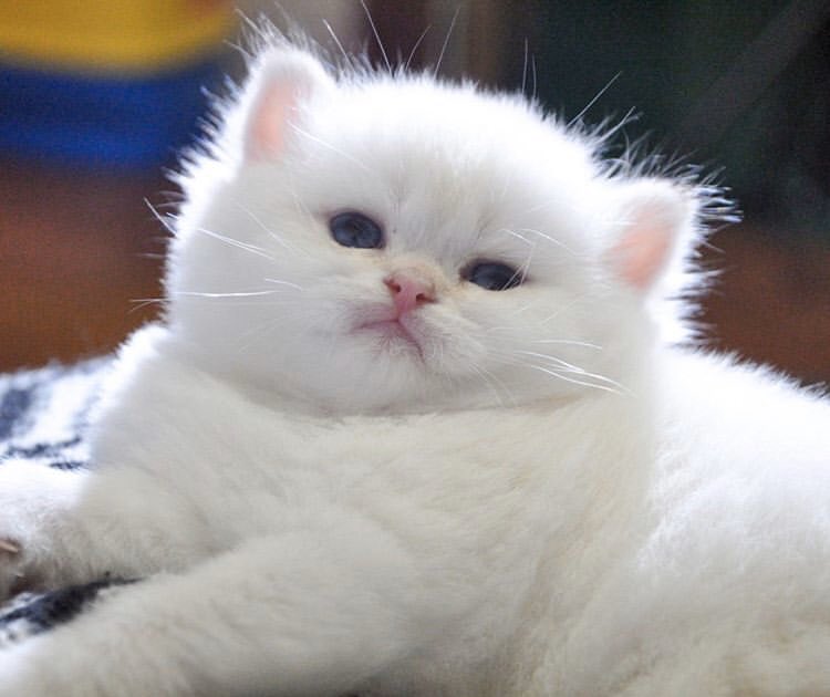natsygg's tweet photo. Me as a cat https://t.co/NG3HGptieu