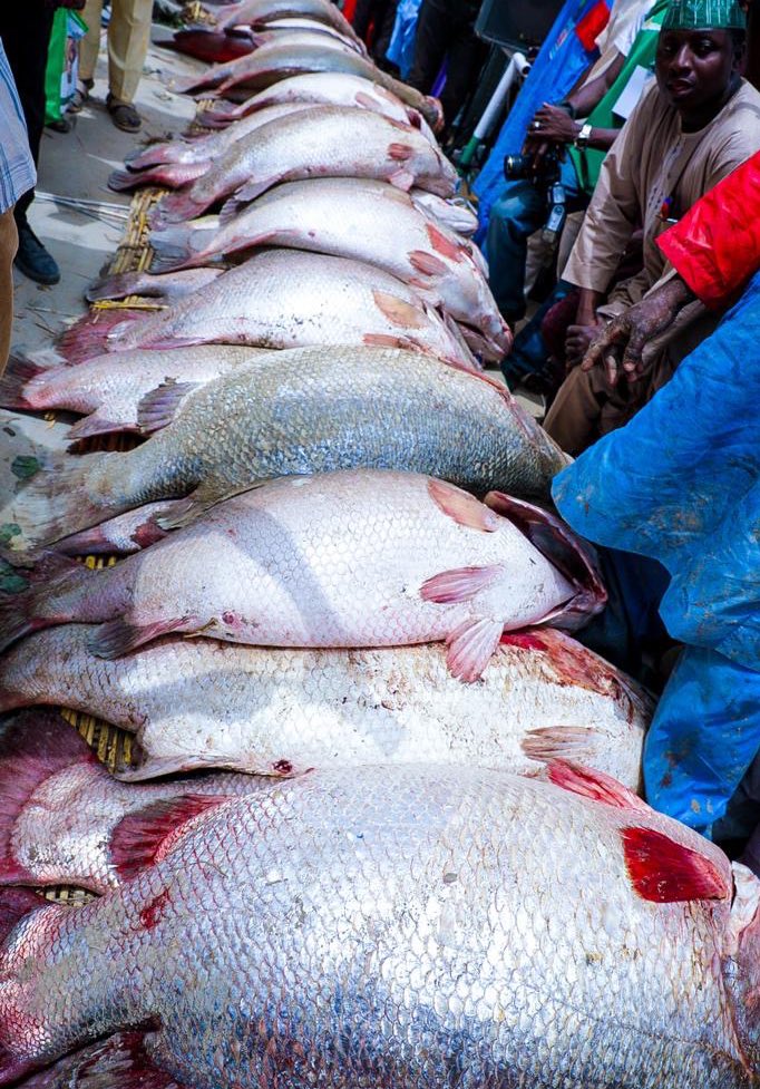 Beautiful pictures from the Argungu International Fishing Festival, one of the biggest fishing festival in the world.

#ArgunguFishingFestival2020 ✊🏽✊🏽