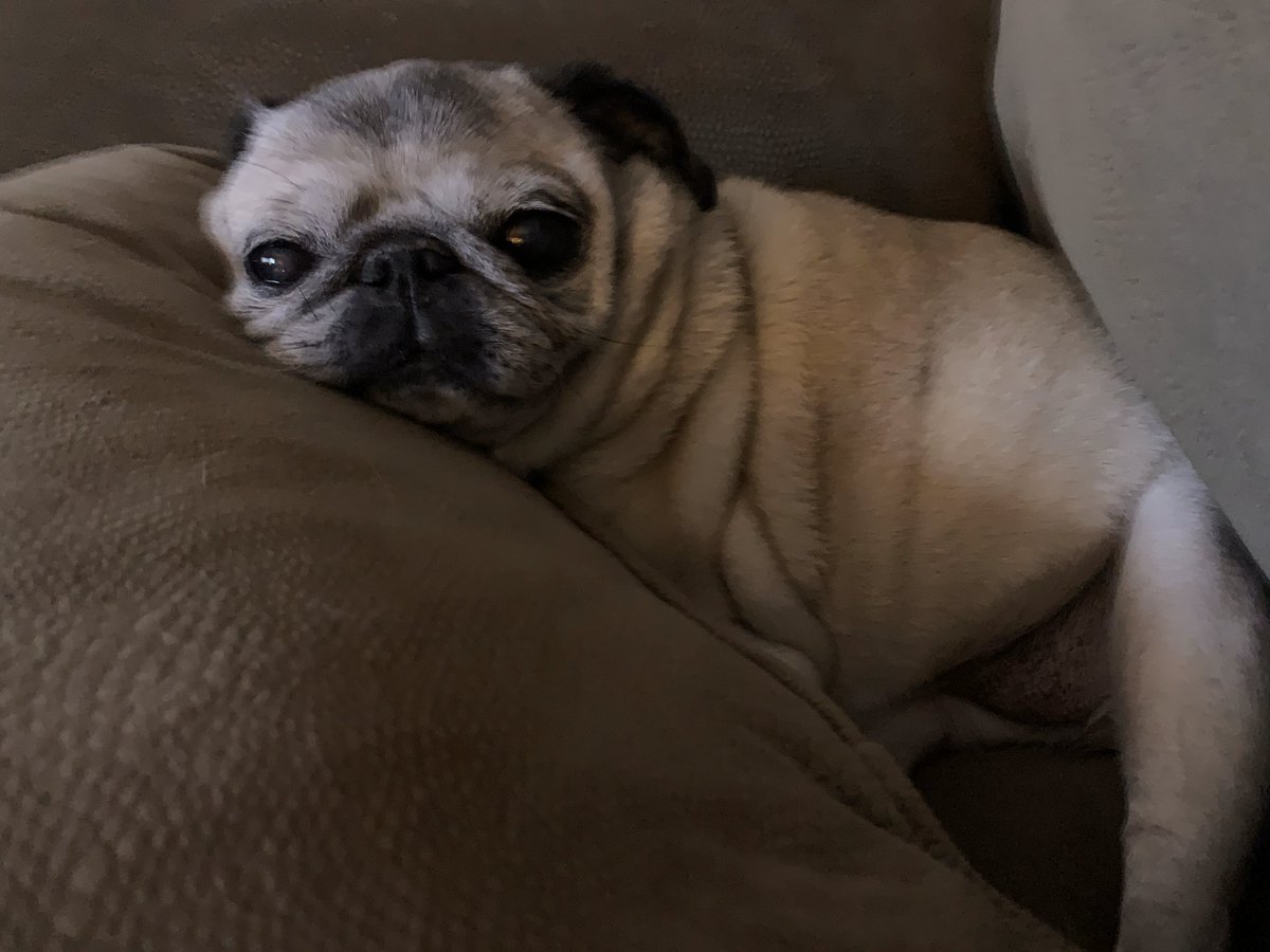 LBageanis's tweet photo. @bbculp #pug life https://t.co/ZXbzRFzDDl