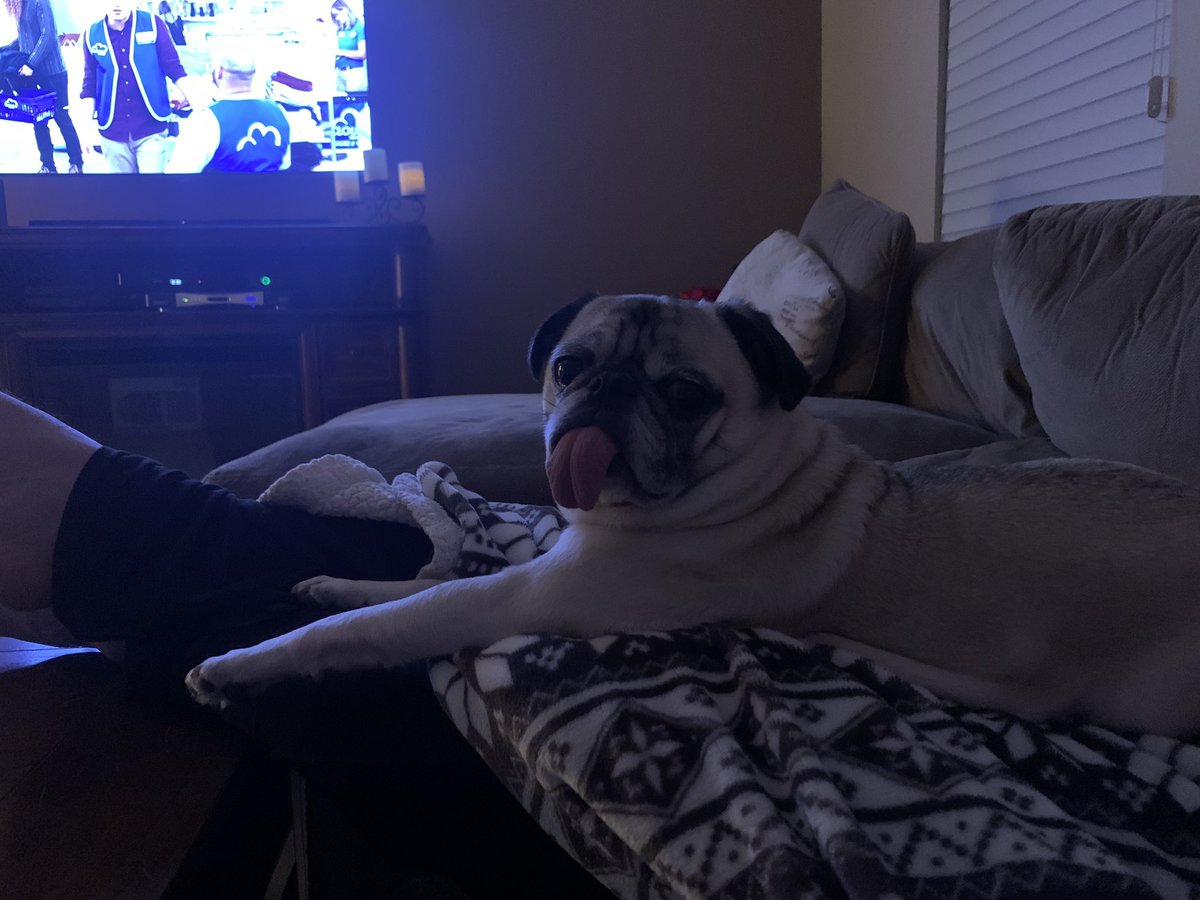 LBageanis's tweet photo. @bbculp #pug life https://t.co/ZXbzRFzDDl