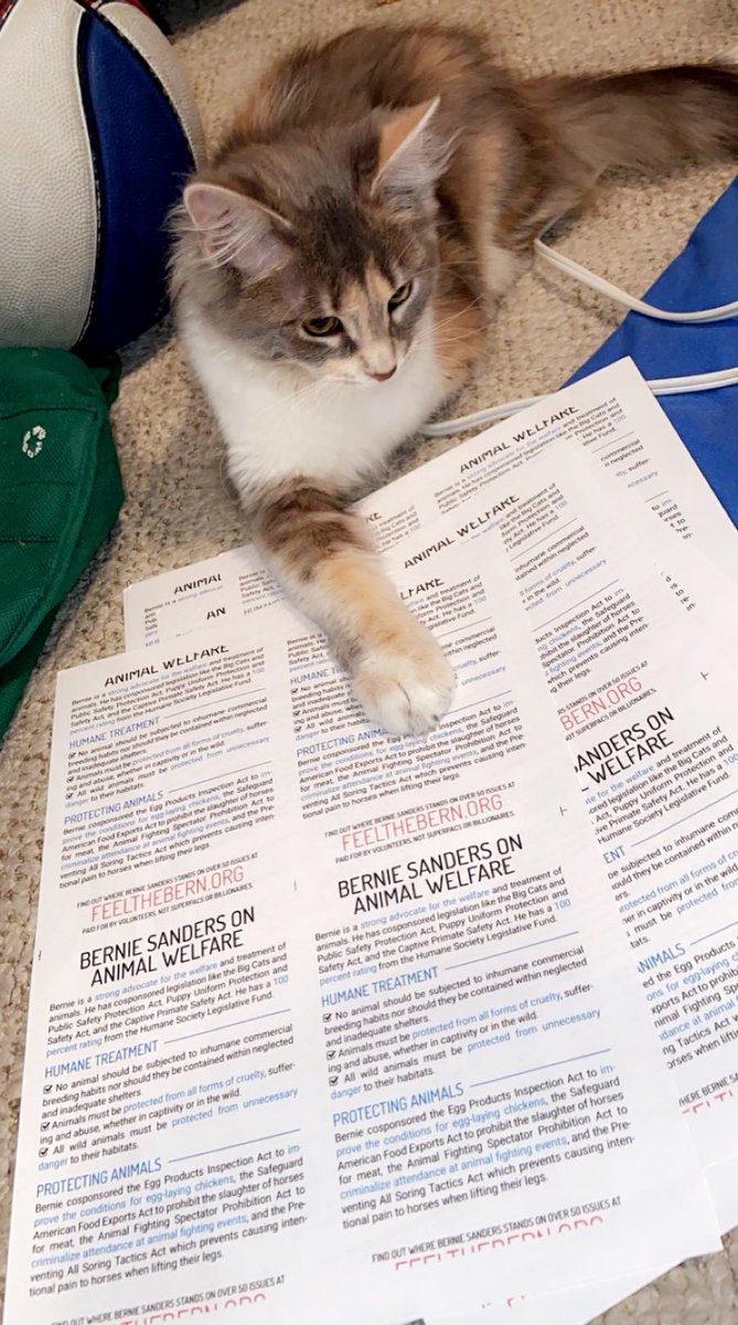 angeyuh's tweet photo. Looks like she’s a bernie fan I guess #CatsforBernie https://t.co/gNb51eCNFI