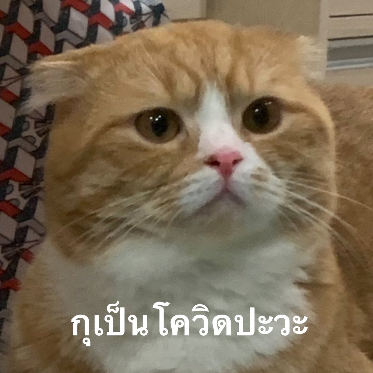 พี่รีน tweet media