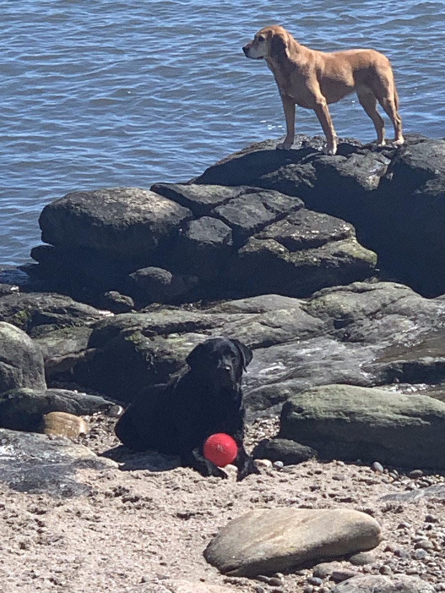 BeagleViolet's tweet photo. Playing queen of the rock with my bestie Shelby ! # beagle #beaglefacts #good life beagle https://t.co/VNqcwCUHx3