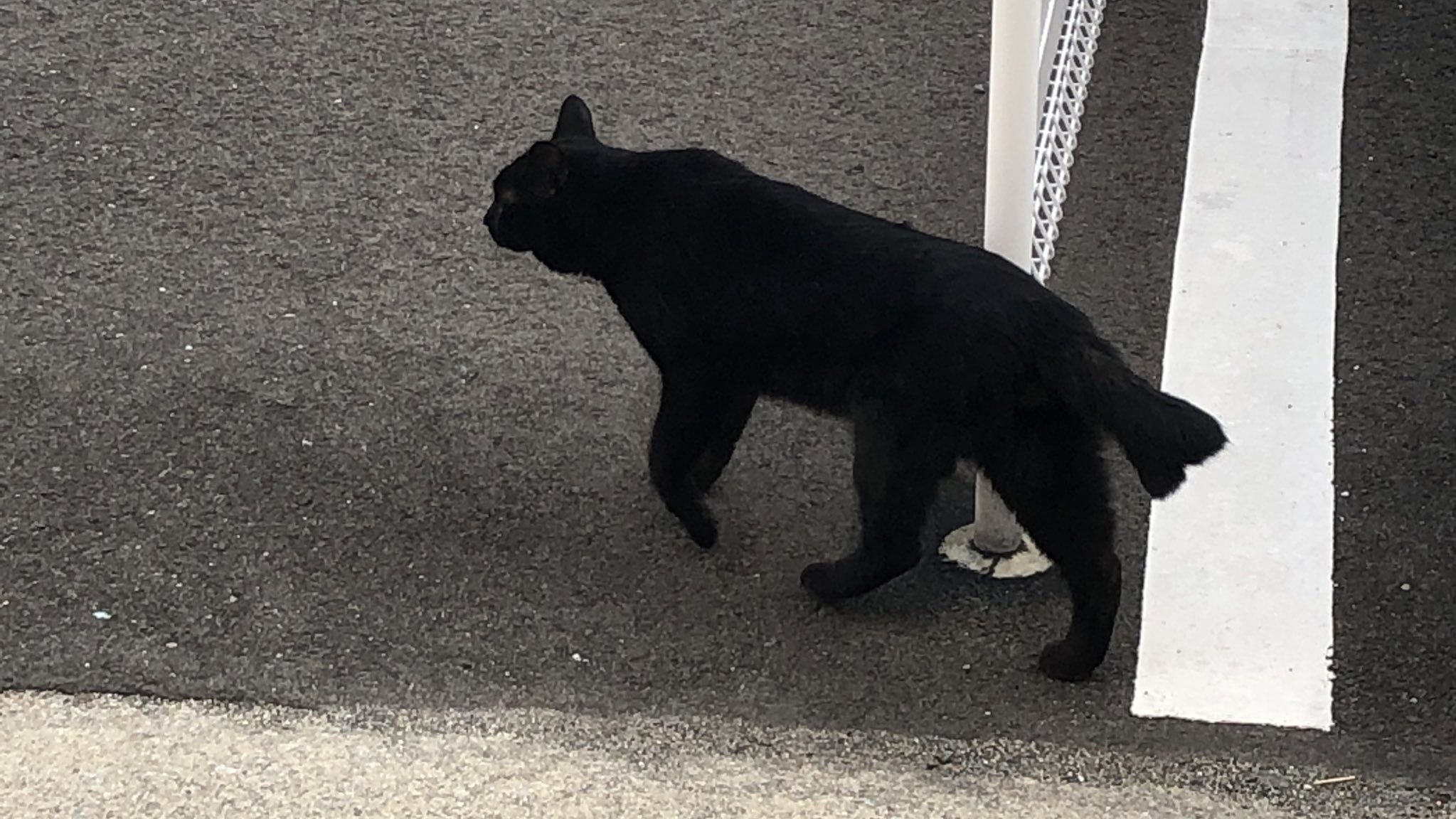豆吉 しっぽが二股に別れかけのどう見ても猫又にしか見えない猫ちゃんがいた 化け猫 と聞くとバレたかみたいな顔をして去って行った T Co 5lhwpbtgzx Twitter