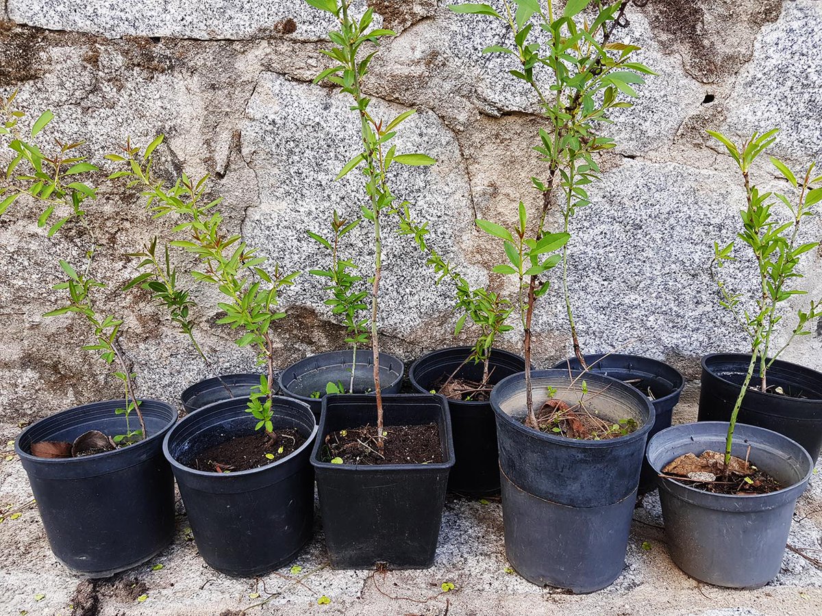 Waldomerillo's tweet photo. @Hectorad91 Si el castaño es "castanea sativa", si. Yo ofrezco "almendritos". https://t.co/uQz2bVXzbh