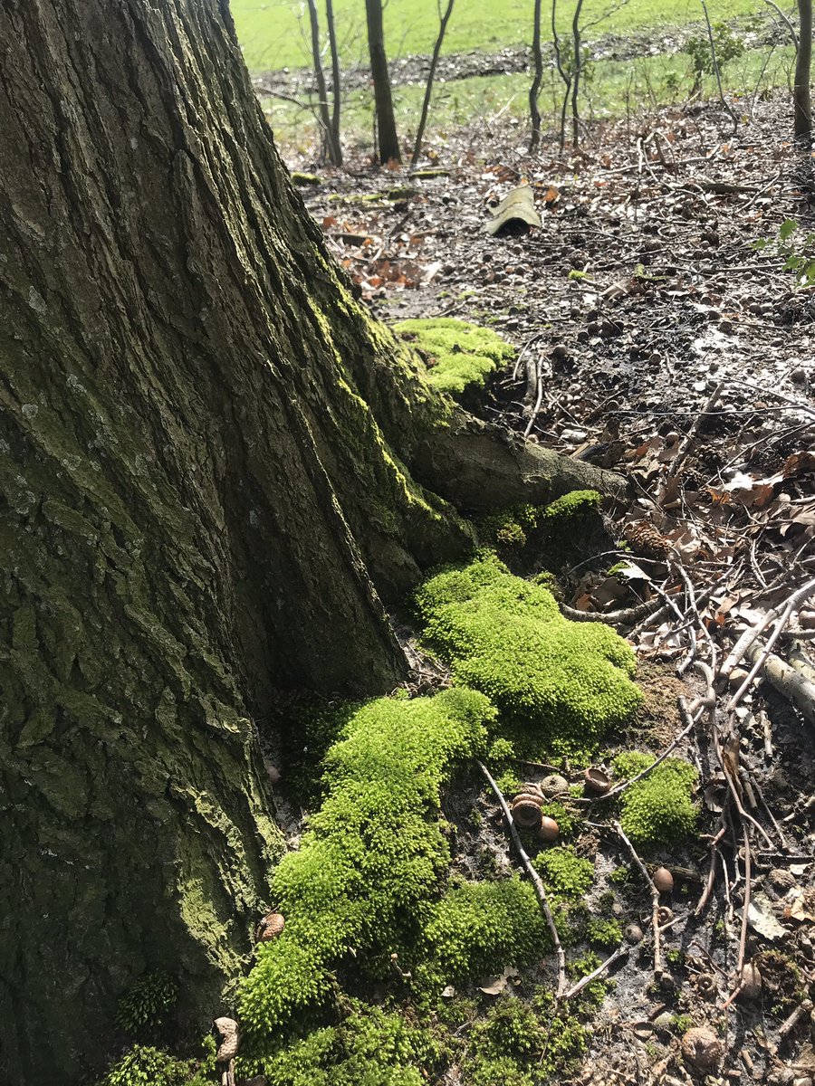 Jasperinav's tweet photo. Wat wel kan in Corona tijd: Met je eigen roedeltje in het bos slenteren en het voorjaar zien en horen 😃😍#NatureforHealth #GoNature @nfhfoundation https://t.co/BwjFwYsZ28