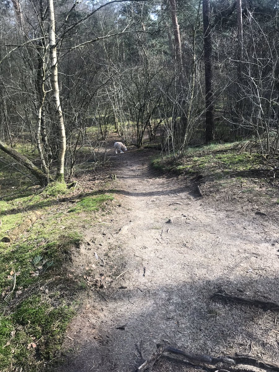 Wat wel kan in Corona tijd: Met je eigen roedeltje in het bos slenteren en het voorjaar zien en horen 😃😍#NatureforHealth #GoNature <a href="/nfhfoundation/">Nature For Health</a>