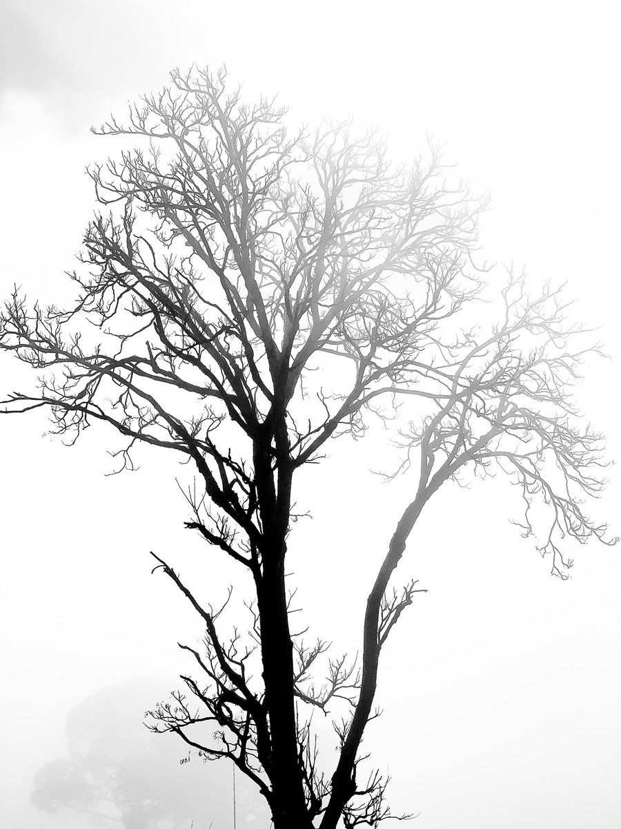 builthistories's tweet photo. The Standing Tree...
#Poetry #poetrycommunity #standingtree #Poetry_Planet https://t.co/XvxvCtc5wo