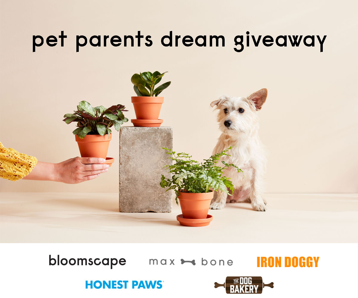 honestpaws's tweet photo. #Giveaway
#HonestPaws is teaming up with Bloomscape to give you a chance to win over $800 in prizes!
From pet-friendly plants to luxury accessories to CBD galore, this is one giveaway you do not want to miss.
Click below to get started.
-> https://t.co/mvaQVs47ra https://t.co/Yocfdt3e2g