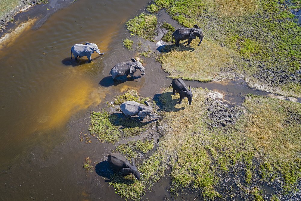 Get to know the 'true' Africa in virtually untouched Botswana. Meet prides of lions, towering giraffes and more on game drives, then float past herds of elephants in traditional mokoros as you explore regions where few people travel. 
hubs.ly/H0nyK5J0