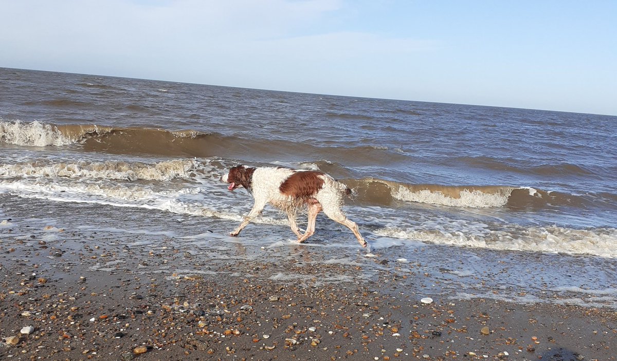 mrmurph5's tweet photo. Back  from our holiday in Norfolk not sure who is more fed up me or the dogs
#irws
#braccoitaliano https://t.co/KdE1GxnidC