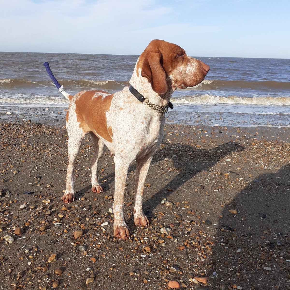 mrmurph5's tweet photo. Back  from our holiday in Norfolk not sure who is more fed up me or the dogs
#irws
#braccoitaliano https://t.co/KdE1GxnidC
