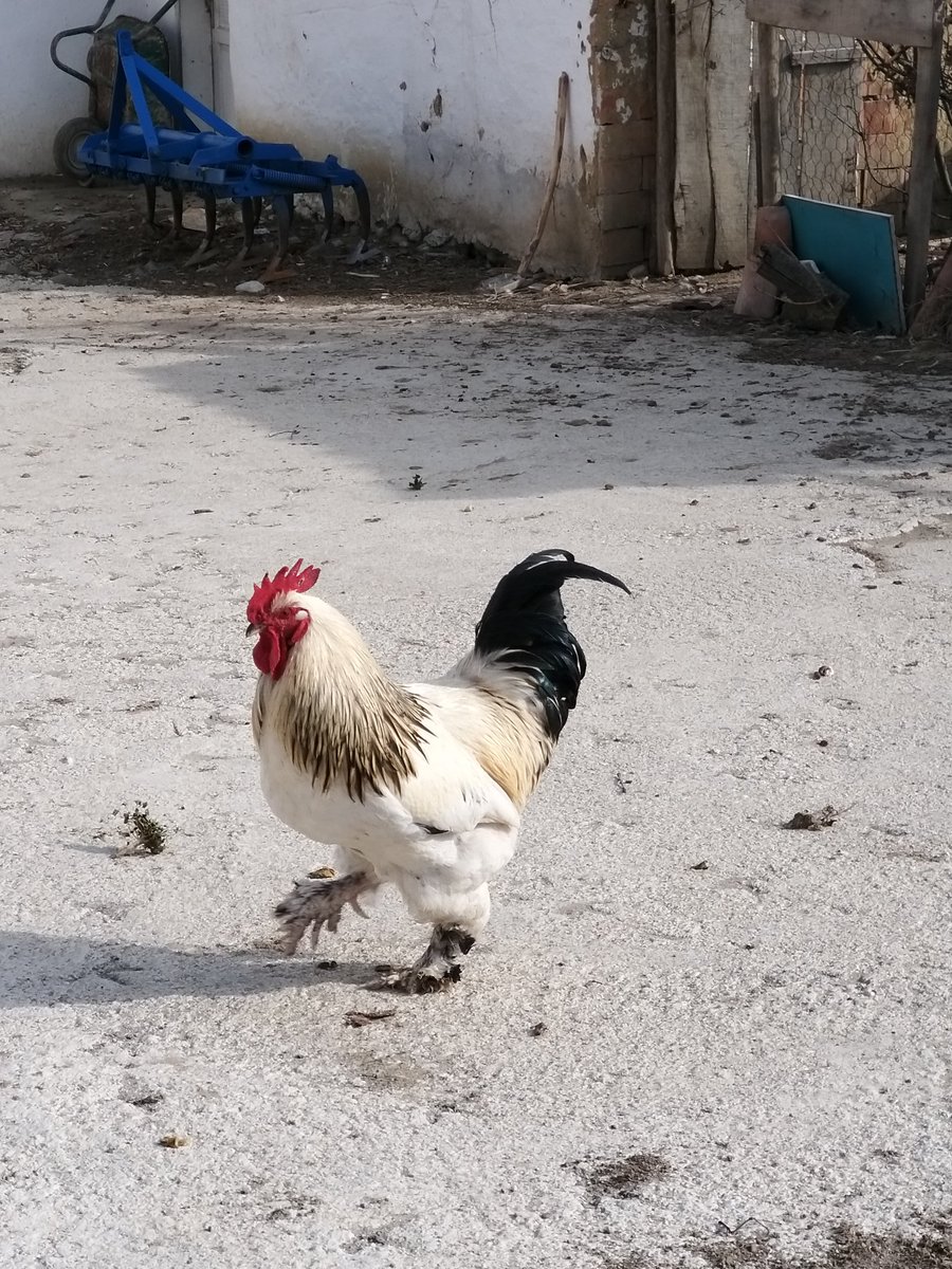 Alaaddin55 (@alaaddi35610144) on Twitter photo 