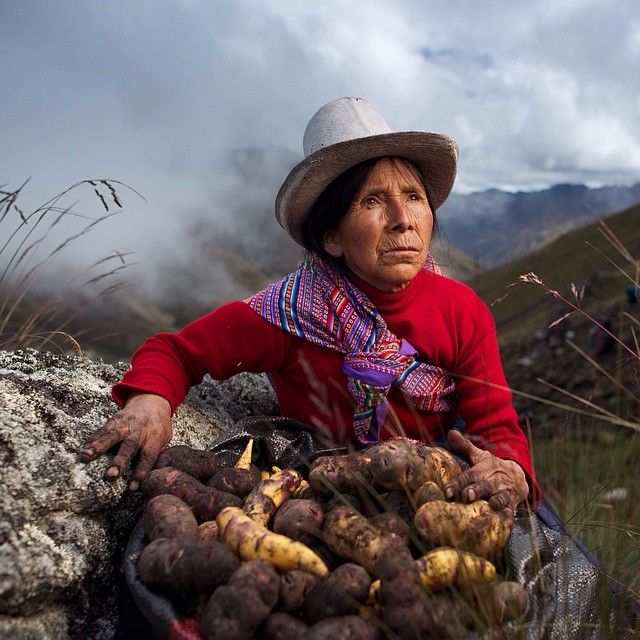 The potato was 1st domesticated in S Peru & Bolivia 7-10,000 years ago! Potato cultivars appear in a variety of colours, shapes, & sizes. Following millennia of selective breeding, there are now >1,000 different types of potatoes! Known in Ireland as spuds, praties or pruties!