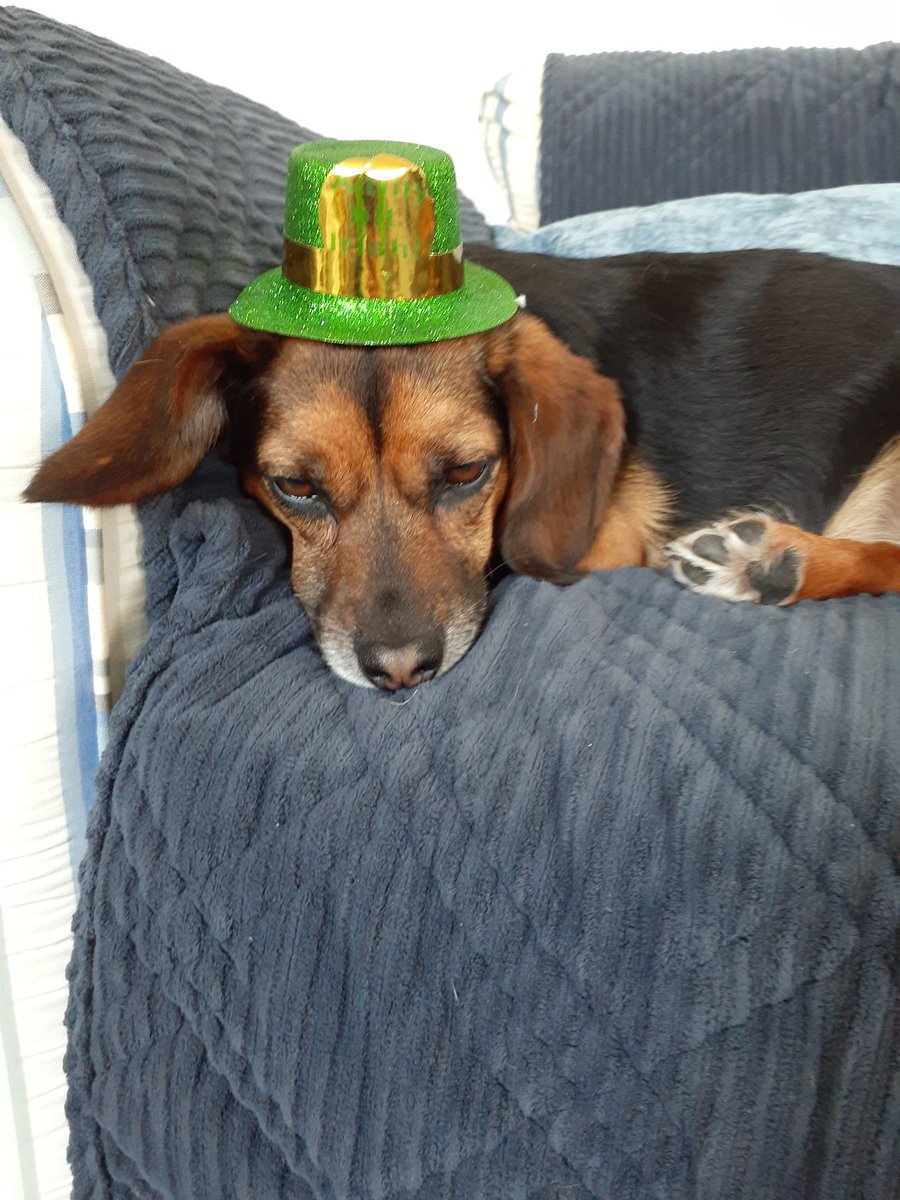 Molly doesn't share my enthusiasm for our pre St. Patrick's Day festivities...