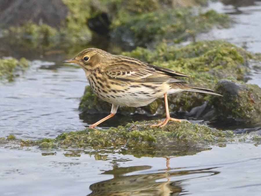 Water Pipit flying