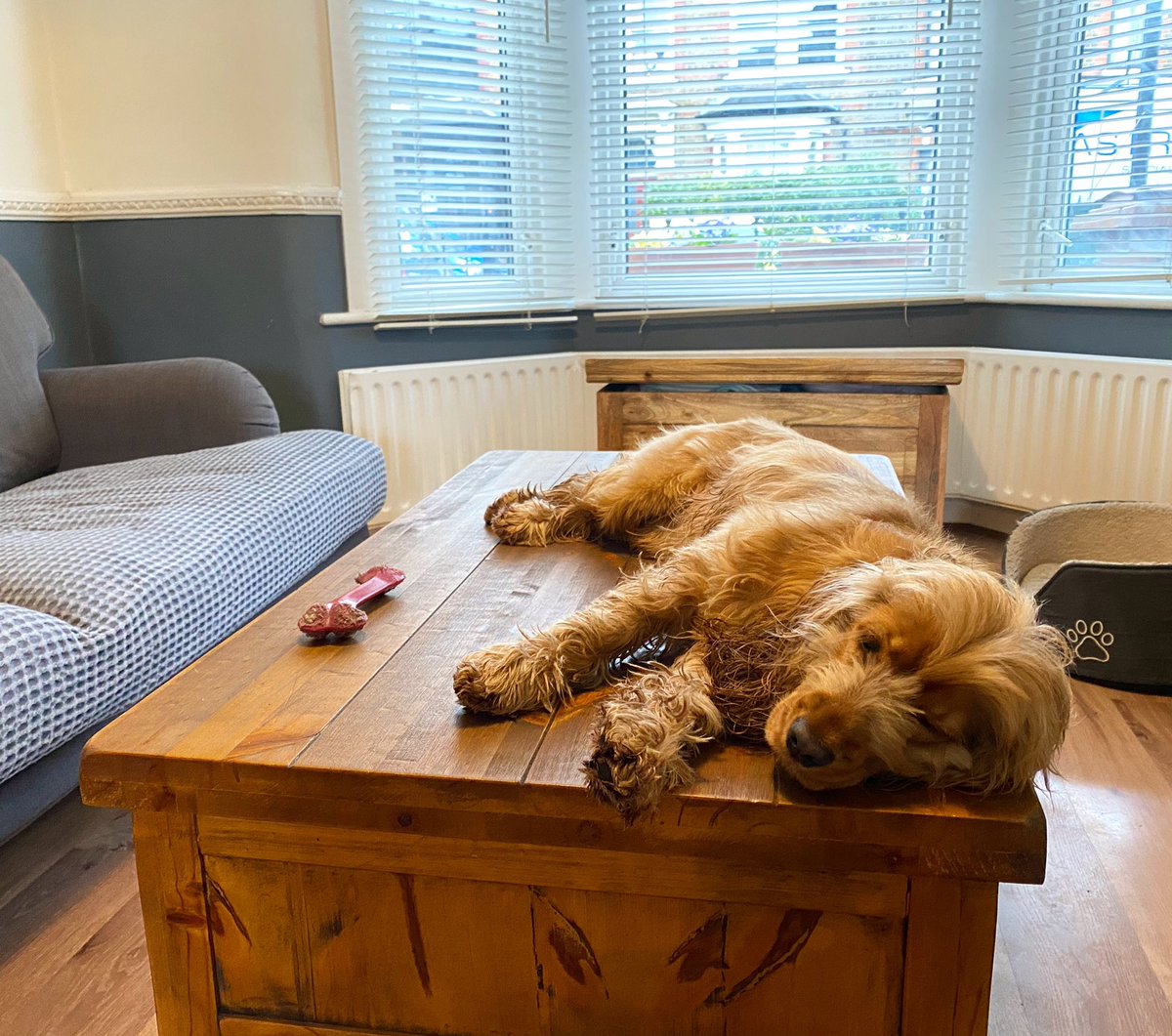 rhubarbfourpaws's tweet photo. Not great at choosing places to nap, this dog. https://t.co/Xc0ZIbpt5A