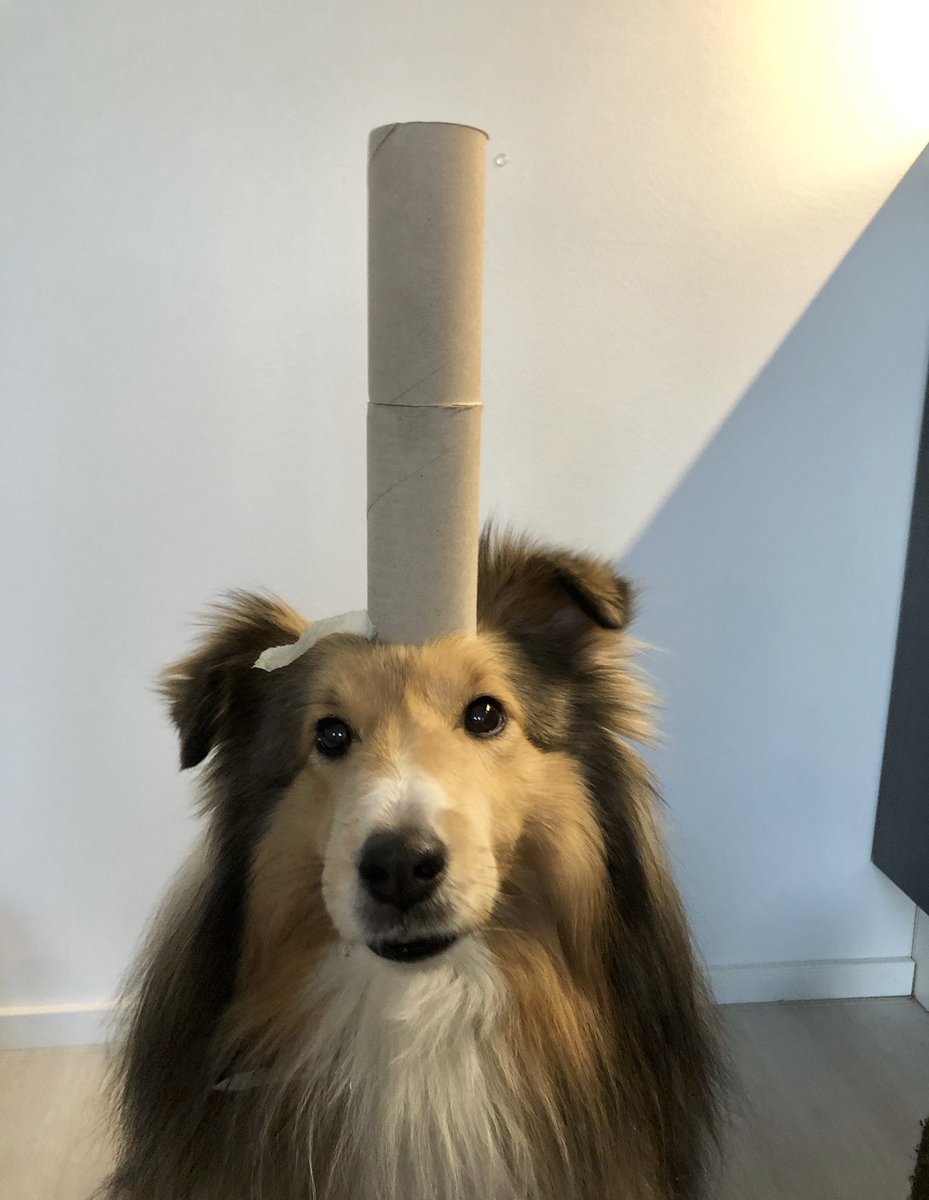 seppokoira's tweet photo. ”Tyhjiä vessapaperirullia pään päällä” -ennätykseni on tällä hetkellä 2! 💪

Työ jatkuu ja voitte olla varmoja, että uusia kuvaraportteja on tulossa, mikäli ennätykset menevät uusiksi. Kiitos! 
#vessapaperirullaäijä https://t.co/7chiKuM269
