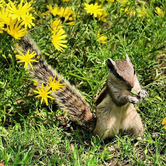 danisfootprints's tweet photo. #flower #snacktime #squirrel @ #india https://t.co/ncX8N8PNih https://t.co/w9I1NBnMYQ