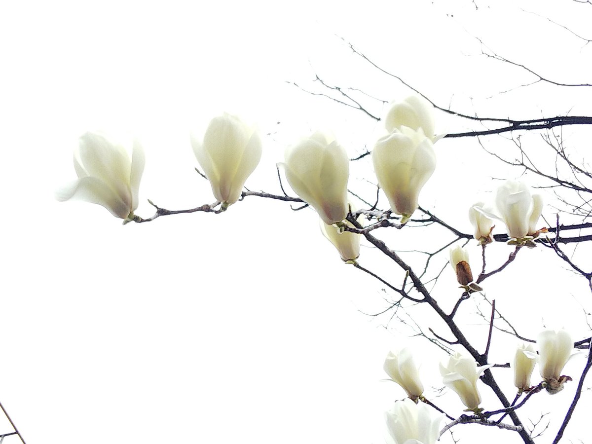 シク 冬の木々の中で白い花 の咲いた木が ちょうど3月14日のラインハルトさまのbdにこの木と出会い ブリュンヒルトを思い起こし 植え込みの中の木で近くで撮れず残念だけれど ちょうど夕方でこの花が夕日に照らされまるでブリュンヒルトとバルバロッサ シク 冬の木々の中で白い花 の咲いた木が ちょうど3月14日のラインハルトさまのbdにこの木と出会い ブリュンヒルトを思い起こし 植え込みの中の木で近くで撮れず残念だけれど ちょうど夕方でこの花が夕日に照らされまるでブリュンヒルトとバルバロッサ