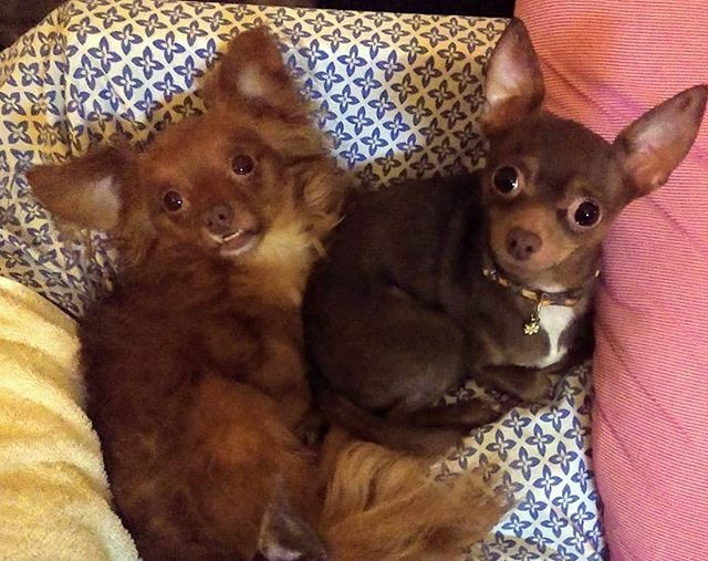TailsDogRescue's tweet photo. Dilbert &amp; Missy want to let you know that due to the bad weather we aren't having Adoptions. They want you all to stay safe and to take care of yourselves.  If you have furry ones at home, cuddle with them, they are a great way to lower anxiety and just give you pure joy. #a… https://t.co/JB6XQE1uia