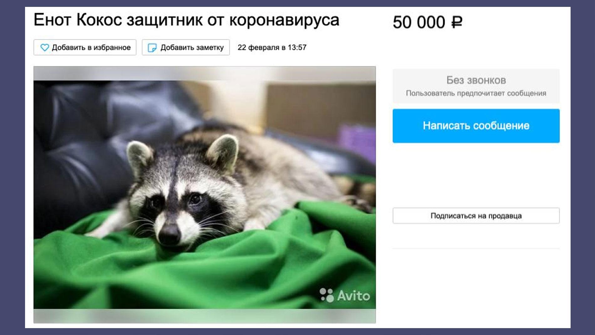 Еноты коронавирус