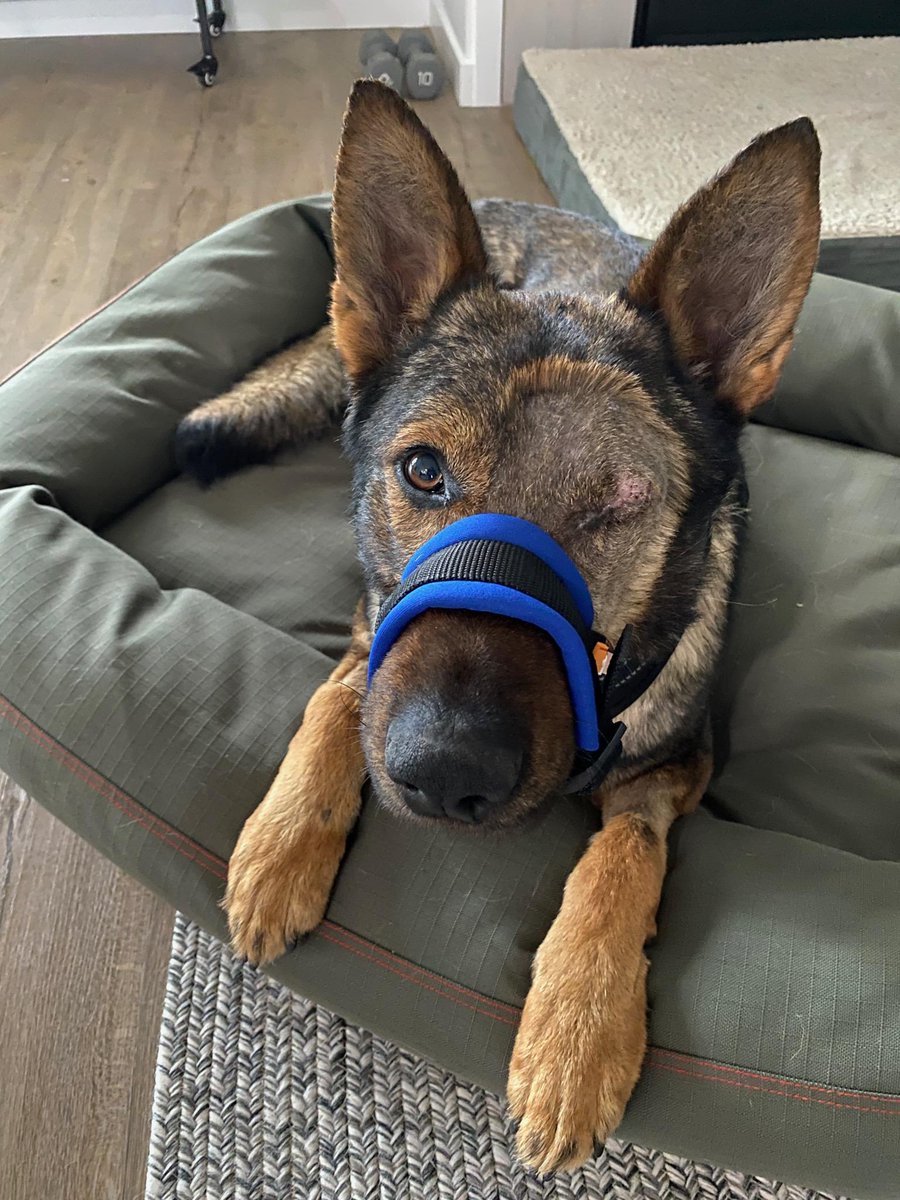 #K9Chief got his stitches out yesterday, and the jaw is healing up. 

#ChiefWink