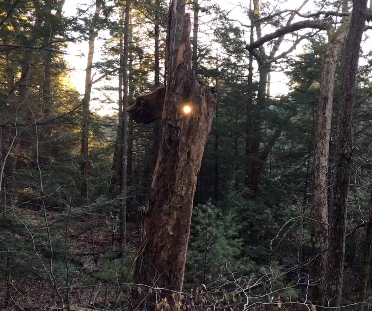 MichaelTaricani's tweet image. Caught the early morning sun through a hole in a tree at McLean Game Refuge. Granby CT. #mcleangamerefuge #explorect #naturalconnecticut #trails #shinrinyoku