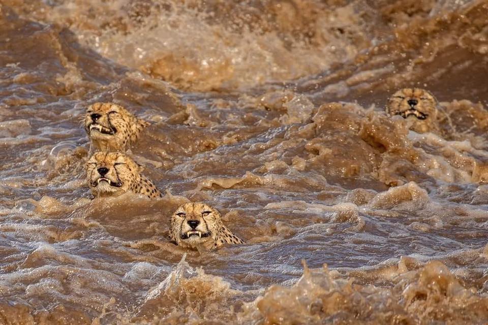 MatekwaDanson's tweet photo. Five cheetahs were today seen trying to swim in the flooded Mara river, in maasai Mara national Park, Kenya. Rains have become so unpredictable in this country!!  #ClimateCrisis #ClimateAction #environment #wildlife #MaasaiMara #kenya #wildlifephotography https://t.co/m4HDcuqjrX