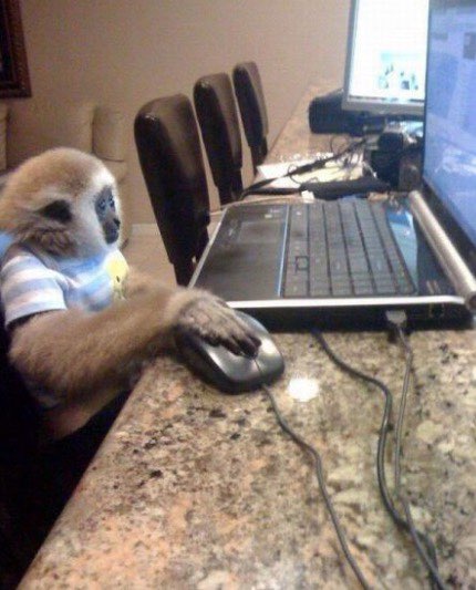 bikepedal_'s tweet photo. monkey makin beats https://t.co/JTaDCLTz3a