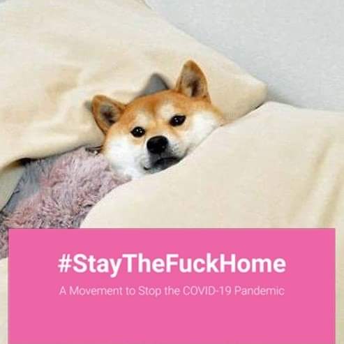 comradepupper's tweet image. comfy bed gang