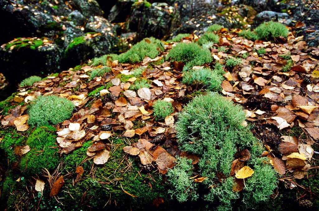 BBOWT's tweet photo. Did you know, 1 gram of moss from the forest floor can be home to around 150,000 protozoa, 132,000 tardigrades, 3,000 springtails, 800 rotifers, 500 nematodes, 400 mites, and 200 fly larvae?

Photo by Zsuzsanna Bird https://t.co/EF2ZL72dof