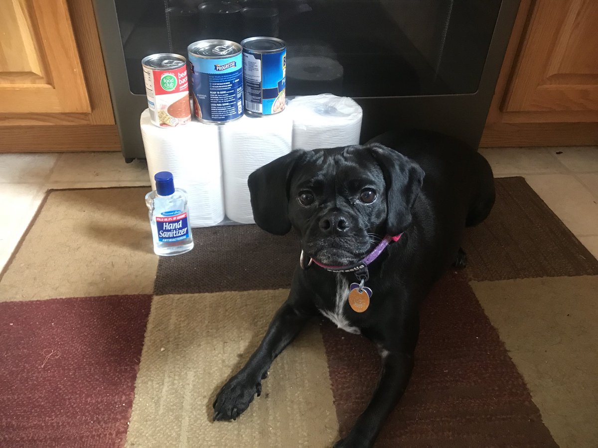 PepperBrown6's tweet photo. Pepper the “prepper” Puggle https://t.co/t2wyrgHgHq