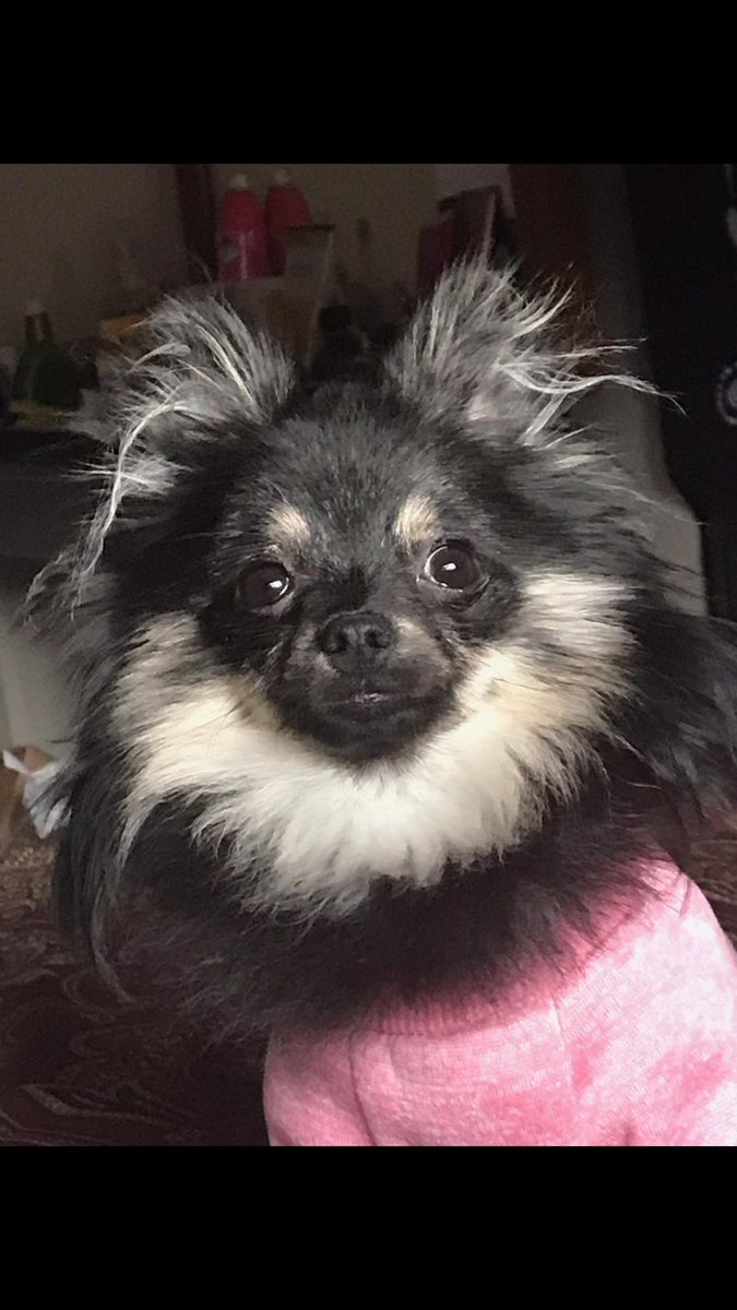 Joshyclark69's tweet photo. Happy Birthday to the bestest little Princess in the the land!!!
๐๐๐โค๐๐๐
#SweetPrincessLuna
#LilMonkey
@justadrop_1 https://t.co/GuAFEOFYvZ