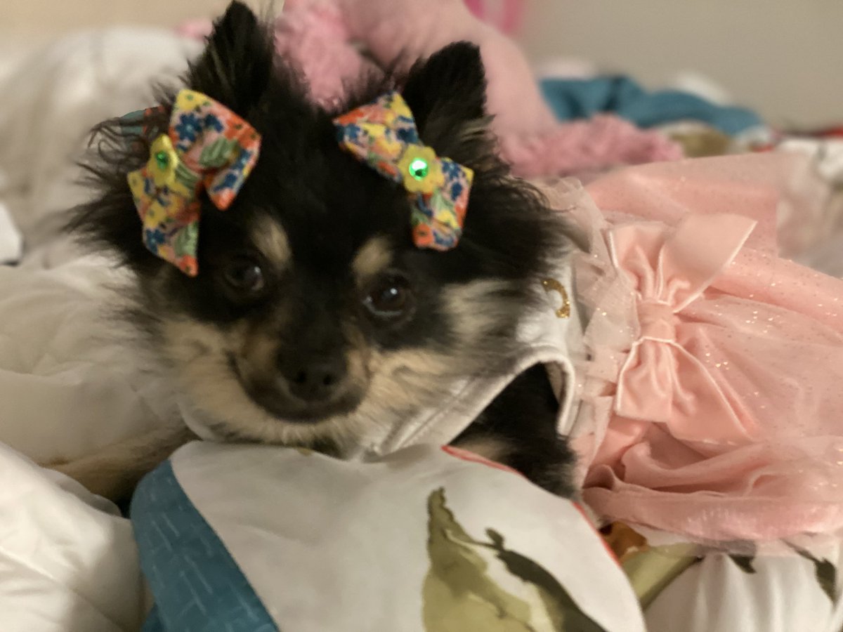 Joshyclark69's tweet photo. Happy Birthday to the bestest little Princess in the the land!!!
๐๐๐โค๐๐๐
#SweetPrincessLuna
#LilMonkey
@justadrop_1 https://t.co/GuAFEOFYvZ
