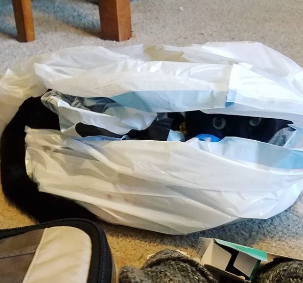 Max4Prez2020's tweet photo. I'm scared about everything that's going on right now. This is my bag where I'm quarantining myself. I will not leave! With exceptions for food, water, cat box, treats, catnip, toys... 

#catsofinstagram #Quarantine #scared #Blackcat #Cat #Cats #Hiding https://t.co/HTImETu88x