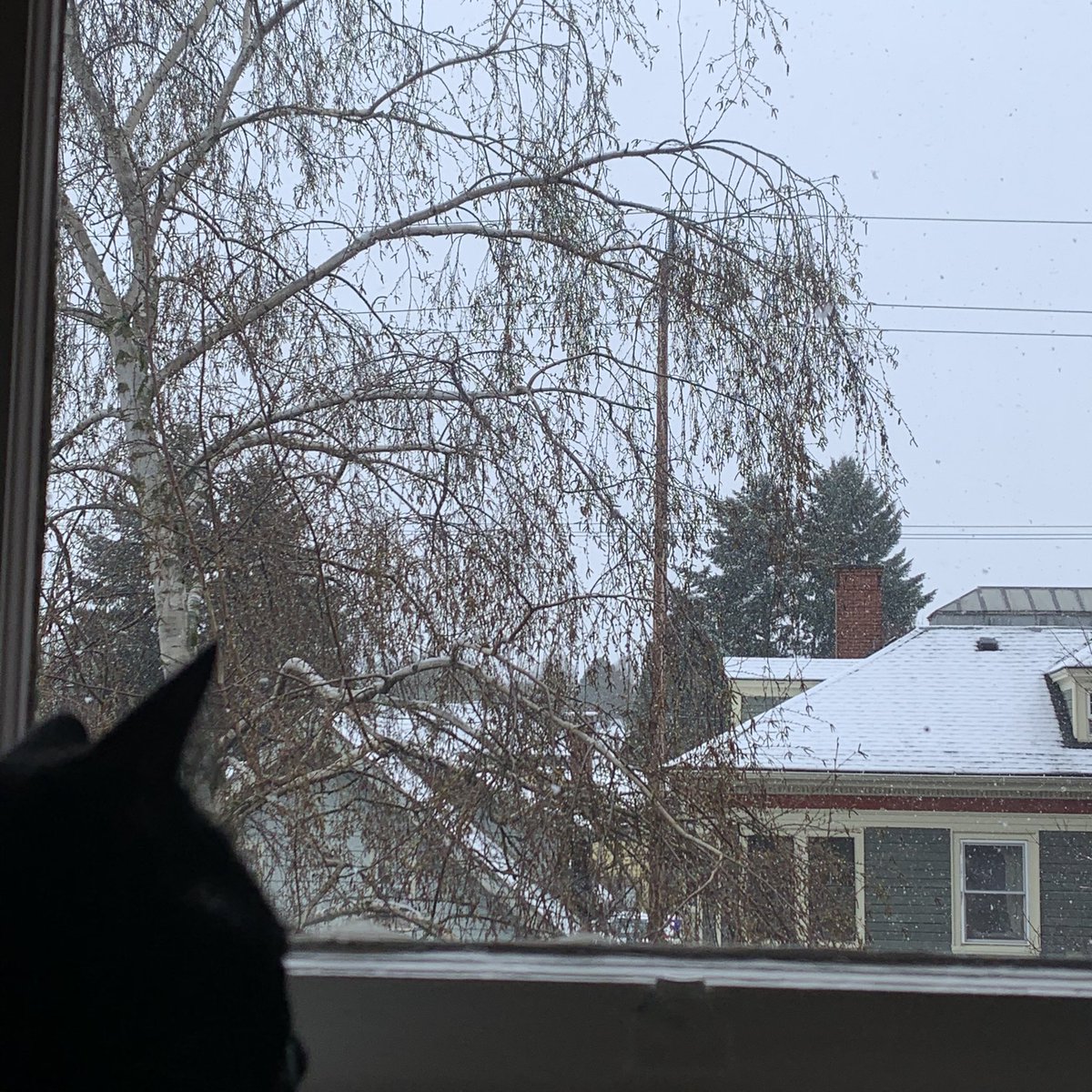 NyssaOru's tweet photo. The universe’s way of doubling down on telling Portland to stay home. #ok2020 https://t.co/52sL1puy4a