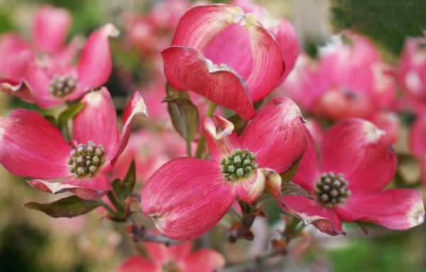 LevequeGeorges's tweet photo. #Cornus #cornouiller deux noms pour le même #arbuste qui éclaire les #jardins tantôt par son #écorce lumineuse en hiver tantôt par sa #floraison de vive intensité au printemps ou en été, selon espèce ou cultivar. A découvrir dans une étude d'#AgnèsPirlot https://t.co/Zh4ninNHfl https://t.co/IXILSuK1hL