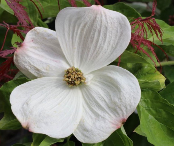 LevequeGeorges's tweet photo. #Cornus #cornouiller deux noms pour le même #arbuste qui éclaire les #jardins tantôt par son #écorce lumineuse en hiver tantôt par sa #floraison de vive intensité au printemps ou en été, selon espèce ou cultivar. A découvrir dans une étude d'#AgnèsPirlot https://t.co/Zh4ninNHfl https://t.co/IXILSuK1hL