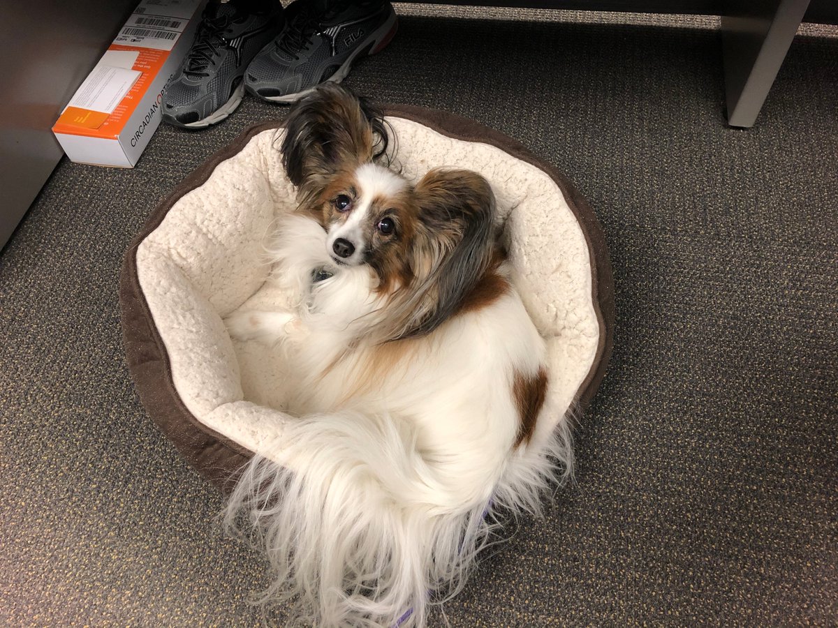 The Top Lab (@topczewskilab) on Twitter photo Have questions about being a future gopher? The <a href="/Topczewskilab/">The Top Lab</a> postdog is here to answer all your questions all weekend! Have questions about being a future gopher? The <a href="/Topczewskilab/">The Top Lab</a> postdog is here to answer all your questions all weekend!
