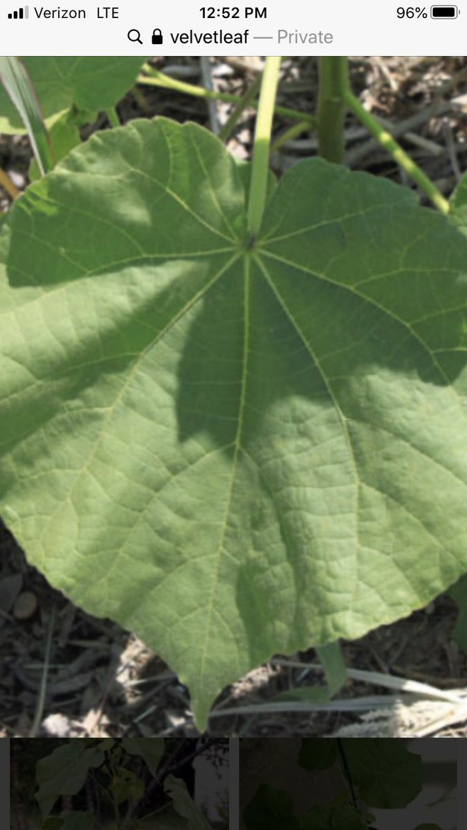 Tim Walsh tweet media