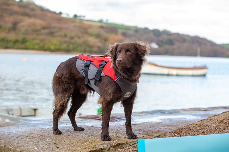 yourdog's tweet photo. This week, we’ve teamed up with #RedOriginal to give away a Dog Buoyancy Aid, to one lucky winner!

Don't miss out: https://t.co/RvDpG7rkpy https://t.co/aYrDfpV0Qu