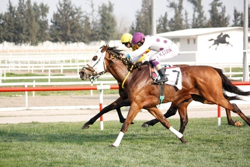 SmanFun's tweet photo. Senem Gözel'in sahibesi ve yetiştiricisi olduğu.Remzi dağ antrene ettiği  HAFO (Win River Win - Waffle / Sri Pekan), jokeyi Hışman Çizik idaresinde A3 galibiyete uzandı.Emeği geçen herkese teşekkürler.... https://t.co/XluZRbQ0XP