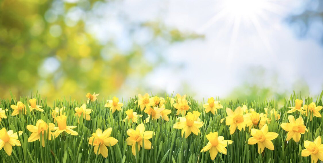 BroadhurstSons's tweet photo. Welcome SPRING this week!  💐 Please contact us if you are interested in getting your mulched landscape beds ready for all your upcoming outdoor events. https://t.co/AXBwZJYFnh https://t.co/GWNnToL94I