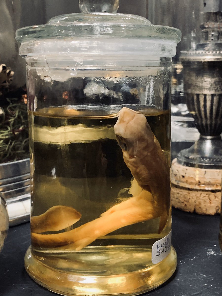 ElPasoOddities's tweet photo. Wet specimens are some of our favorites. #wetspecimens #oddities #elpaso #strangestuff https://t.co/zOTTQ5ZrJ2