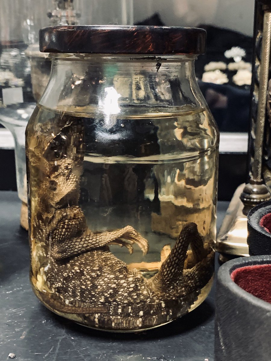 ElPasoOddities's tweet photo. Wet specimens are some of our favorites. #wetspecimens #oddities #elpaso #strangestuff https://t.co/zOTTQ5ZrJ2