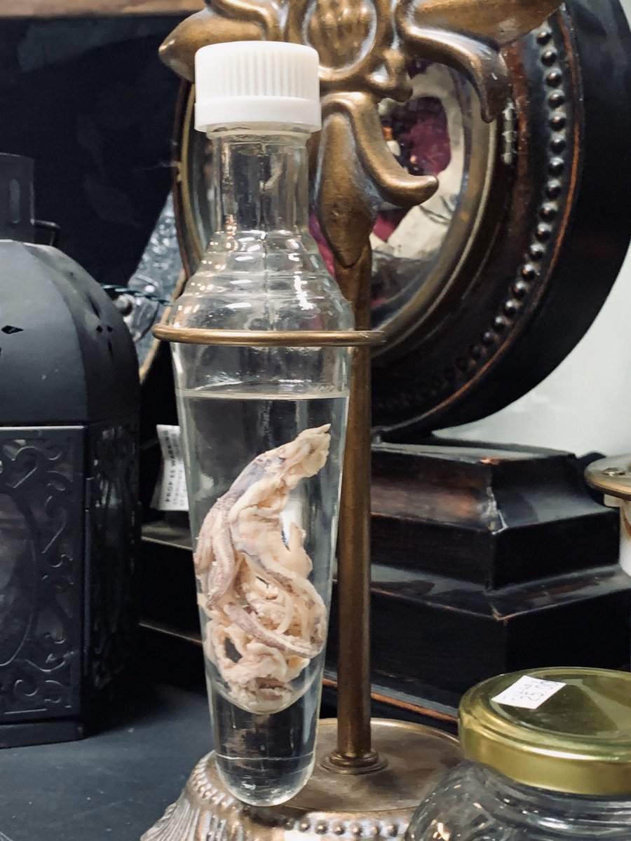 ElPasoOddities's tweet photo. Wet specimens are some of our favorites. #wetspecimens #oddities #elpaso #strangestuff https://t.co/zOTTQ5ZrJ2