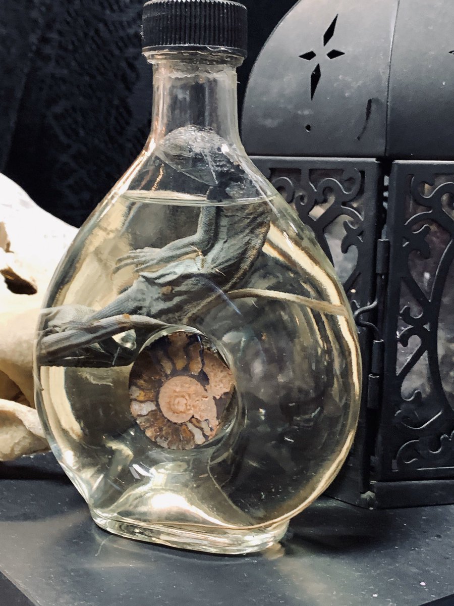 ElPasoOddities's tweet photo. Wet specimens are some of our favorites. #wetspecimens #oddities #elpaso #strangestuff https://t.co/zOTTQ5ZrJ2