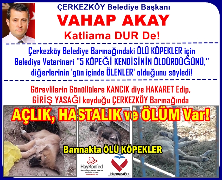 HAYKON_Official's tweet photo. @cerkezkoybld Bşk @vahapakay59 Katliama DUR De!
Belediye Barınağındaki ÖLÜ KÖPEKLER için
Veteriner,''5 KÖPEĞİ KENDİSİNİN ÖLDÜRDÜĞÜNÜ'' diğerlerinin ''gün içinde ÖLENLER'' olduğunu söyledi!
Görevlilerin Gönüllülere KANCIK diye HAKARET Edip,
GİRİŞ YASAĞI koyduğu barınakta ÖLÜM VAR! https://t.co/d1hHKjQPwS