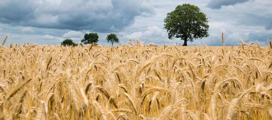 "For much of her history, people in Ireland had plenty to eat", HistoryIreland. Ireland was a grower of barley in those days. Provided grain for cereals, breads & alcohol. However, the 12th C Norman invasion from Strongbow & Henry II of England meant overlords to provide for!